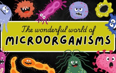 The Hidden World Within: Why Microbiota Diversity is Key to Your Health